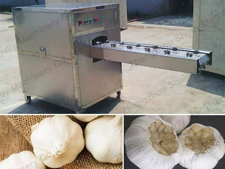 双带蒜根凹切机1 凹形大蒜切根机