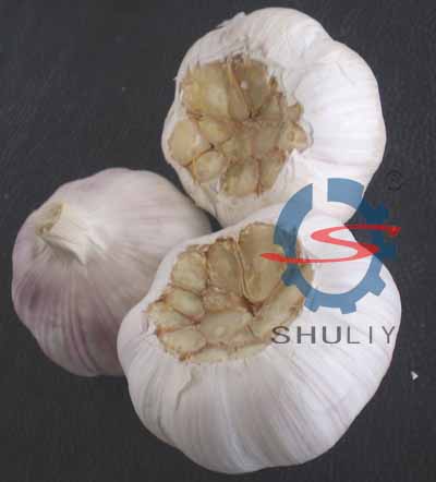 大蒜凹切机使用说明1 蒜根凹切机01